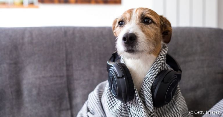  Dog sitter: curta um festival de música ou viagens sem se preocupar com o seu pet 