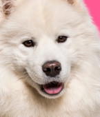 Cachorro mais bonito do mundo: veja infográfico com 8 raças