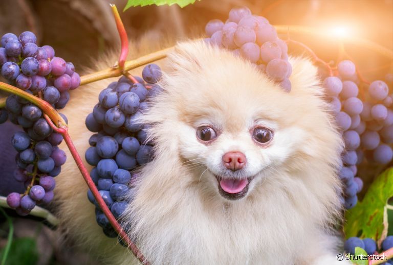 Será que cachorro pode comer uva? Entenda os riscos do alimento para a saúde dos cães
