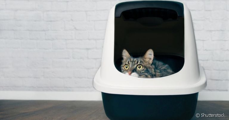 A caixa de areia para gatos precisa ser posicionada em um ambiente que ofereça privacidade ao pet