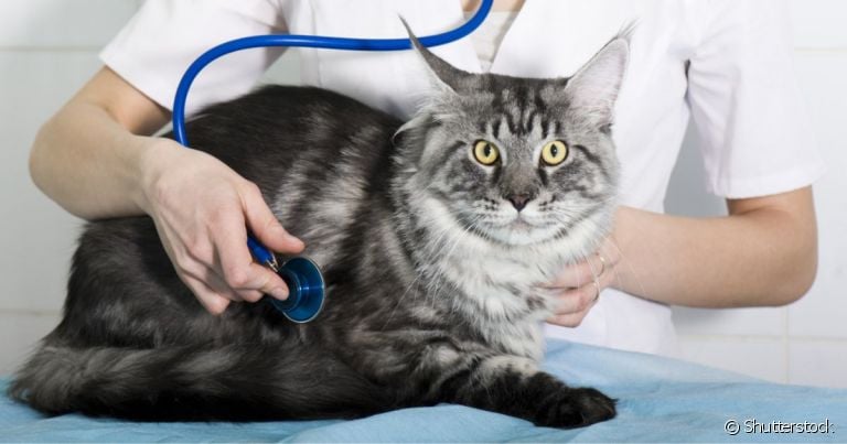 A cardiomiopatia dilatada em gatos é uma doença grave que afeta o coração dos bichanos