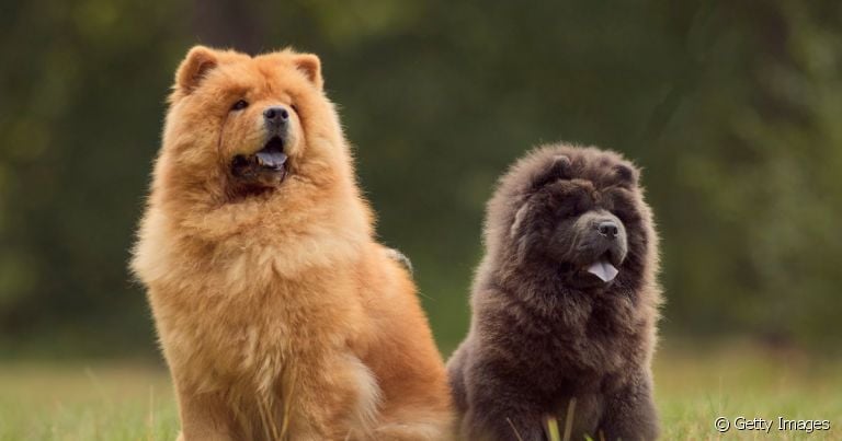 O Chow Chow é um cachorro retraído, mas que pode ser um ótimo cãopanheiro!