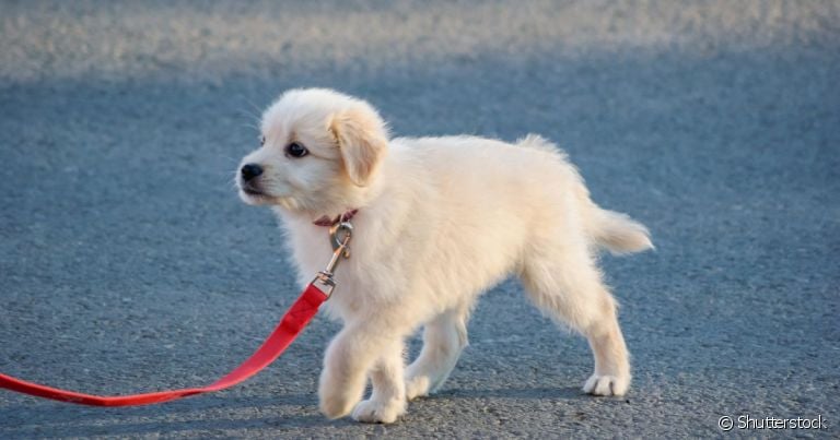  Posso dar banho no cachorro antes da vacina ou passear com ele? Saiba aqui! 