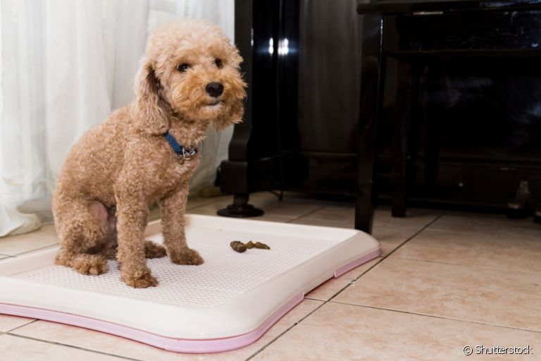 Como ensinar cachorro a fazer necessidades no lugar certo: treinamento constante é a melhor dica
