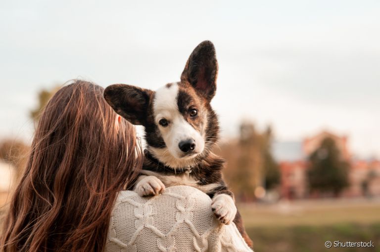  Escolher nomes de cachorro não é tão difícil quanto parece 