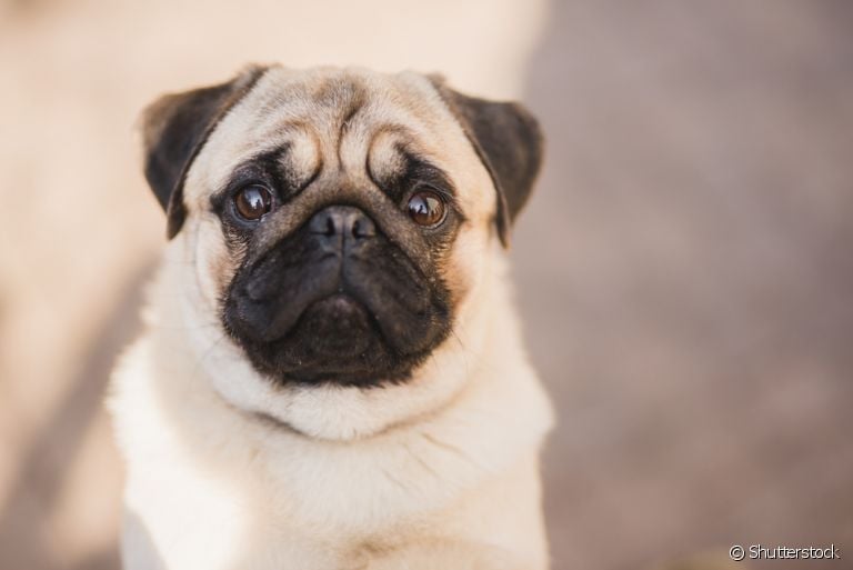 O Pug é um cachorro com dobrinhas que precisa de cuidados especiais na região do rosto