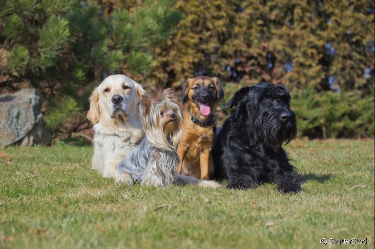 Cada raça de cachorro tem uma característica que a torna distinta das outras