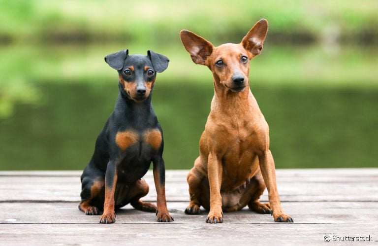  Saber como adestrar um Pinscher evita atitudes indesejadas 