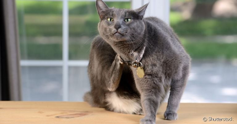 Saber como acabar com pulgas em gatos é fundamental durante uma infestação
