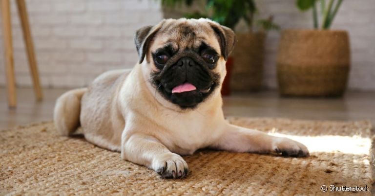 Raças como Pug, Shar Pei e Bulldogs costumam sofrer com problemas de saúde com mais frequência