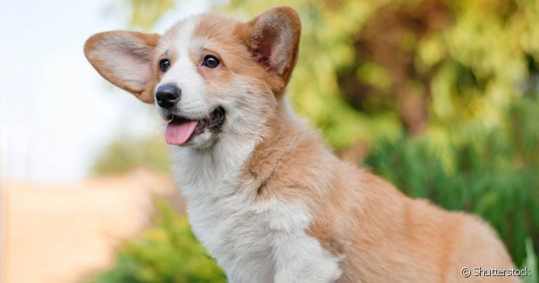 O cachorro Corgi tem uma aparência fofa, mas esconde uma personalidade protetora de cachorro pastoreio