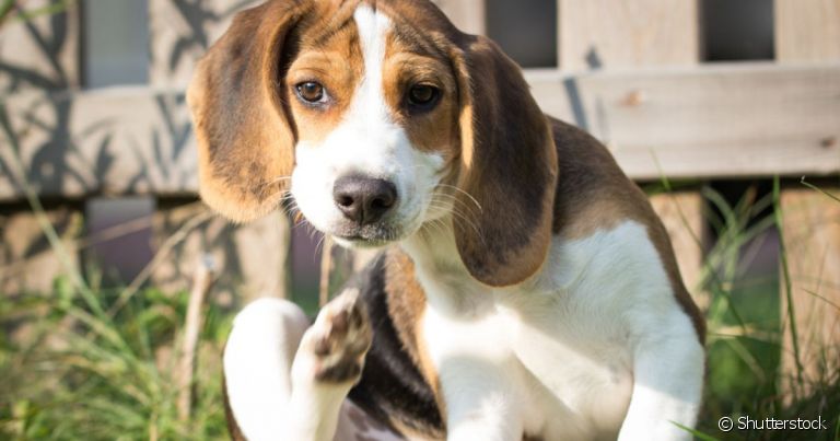  A dermatite em cachorro é uma dolorosa inflamação na pele 