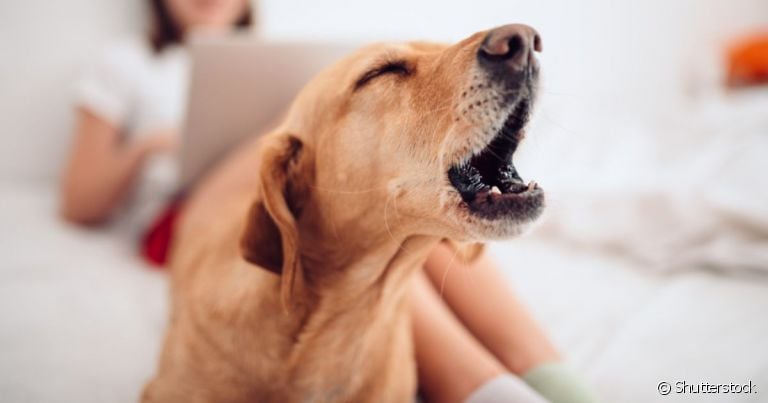  Descubra se pode dar calmante para cachorro que não para de latir