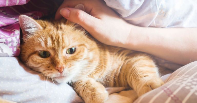 O gato de suporte emocional é um pet mais que especial pois sua companhia faz bem ao tutor