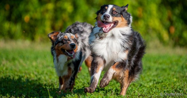 Aprender como socializar cachorros permite uma melhor relação entre pet e outros animais