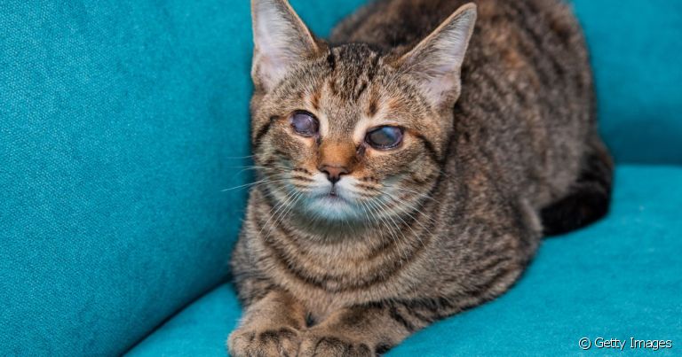  O olho de gato cego é característico pela ausência de pupila e película branca, cinza ou azul ao redor dos olhos 