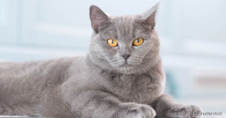 A cor de um gato cinza chama atenção por seu jeito exótico e charmoso