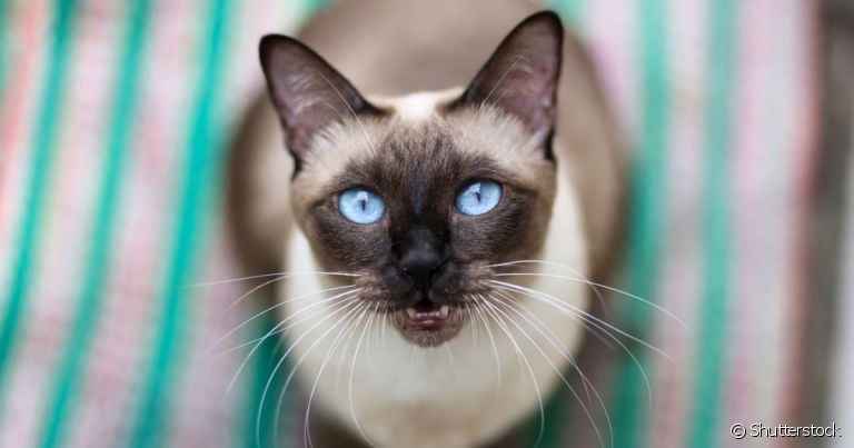 Gato com olho azul sempre faz qualquer pessoa se apaixonar