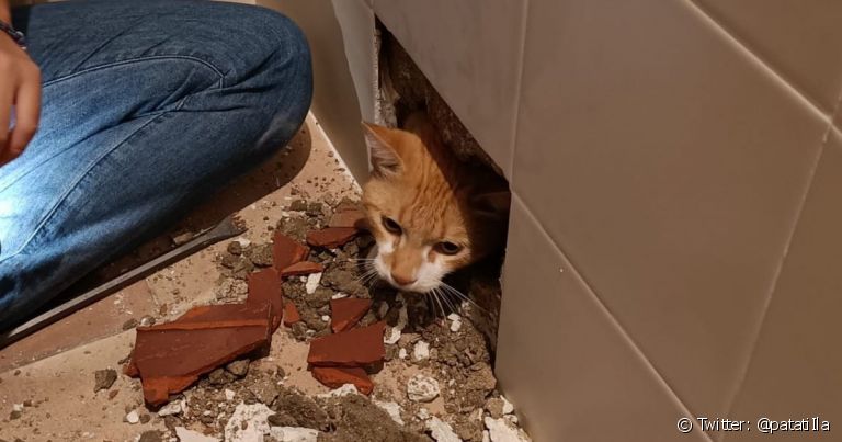 O gato se escondeu dentro da parede durante uma obra e depois foi resgatado pela tutora