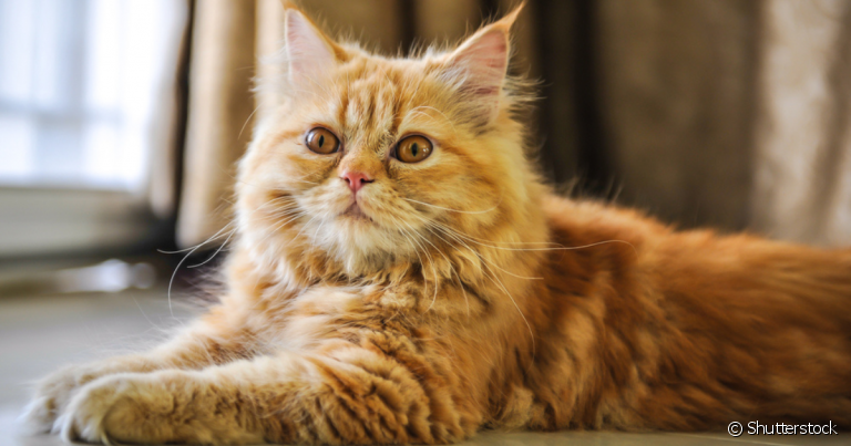 Nariz achatado, crânio curto e olhos saltados são características de gatos braquicefálicos