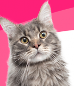 Infográfico mostra as raças de gatos gigantes mais impressionantes do mundo
