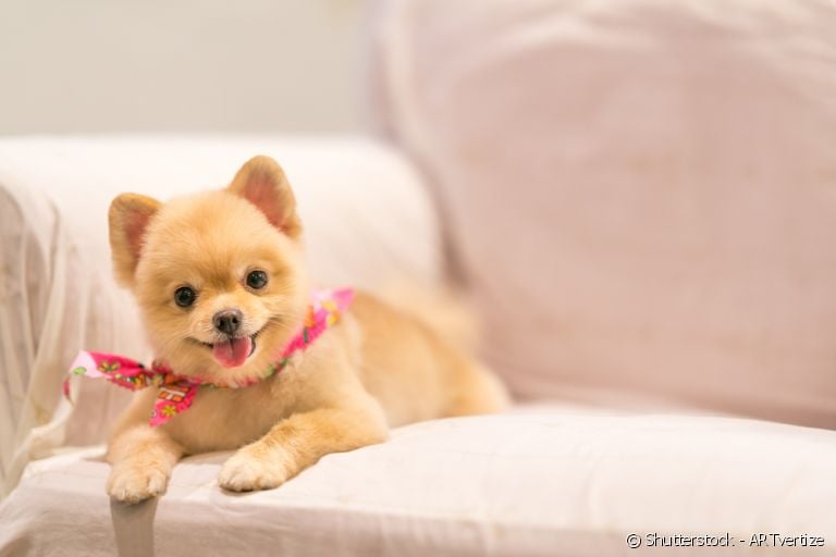 Lulu da Pomerânia, Spitz Alemão ou Zwergspitz: não importa como vai chamá-lo, essa raça vai te surpreender