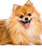 Lulu da Pomerânia: veja infográfico e conheça mais sobre a personalidade, cores e mais desse cãozinho