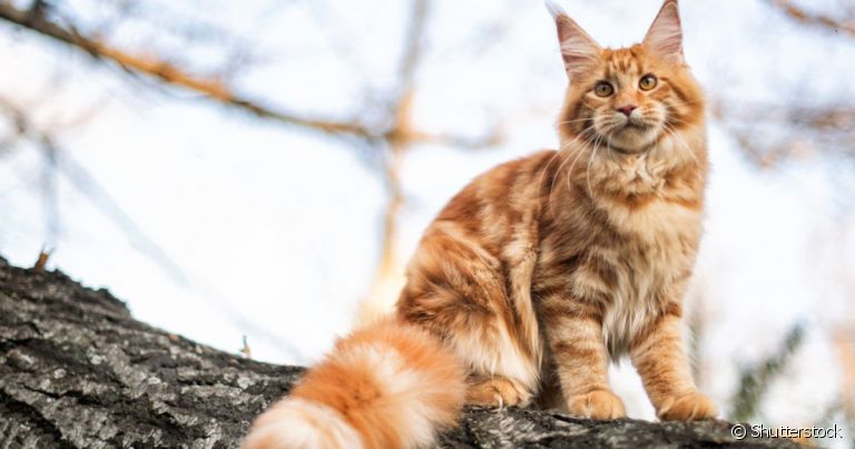 O Maine Coon é um gato gigante que pode ter preços bastante elevados