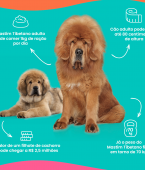 Mastim Tibetano: curiosidades sobre a raça mais cara do mundo (com infográfico)