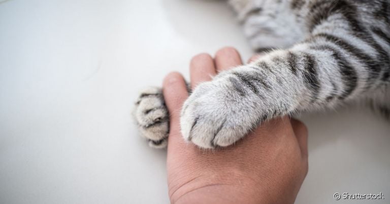 Crematório pet e cemitério de pets são locais que cuidam do corpo do gato após a morte