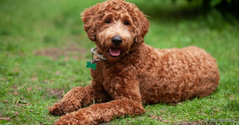  Labradoodle é um exemplo de mistura de raças de cachorros 