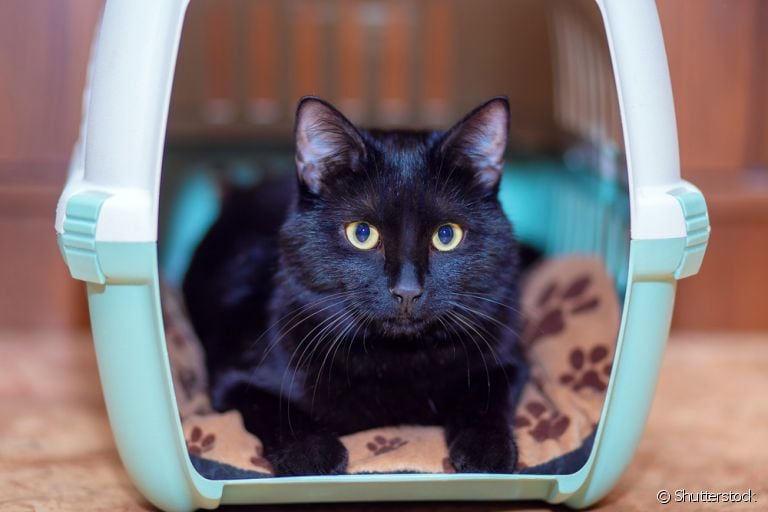  Gato estressado: o que fazer se você for mudar de casa? Veja algumas dicas! 