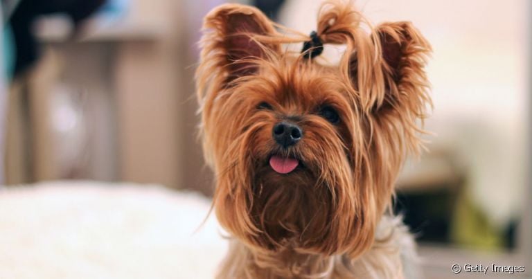 Veja dicas de nome para cachorro pequeno da raça Yorkshire! 