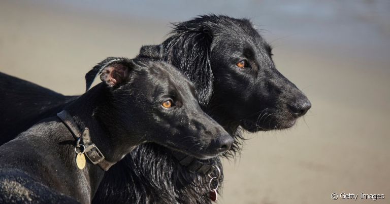  Tá com dúvida para escolher nome para cachorro preto? Olha essas dicas! 