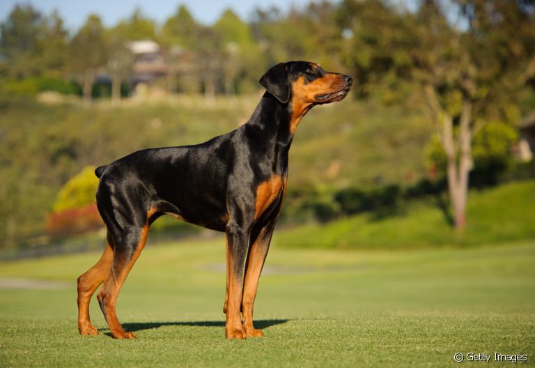 A síndrome de Wobbler é mais frequente em cachorro Doberman e raças grandes