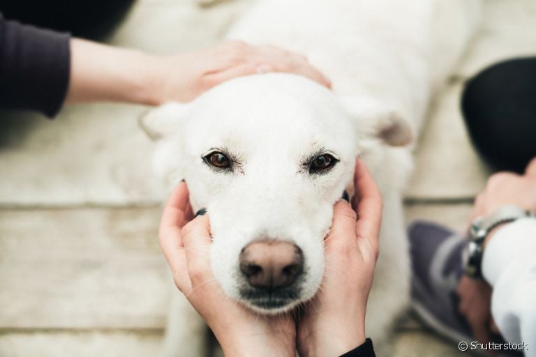 Saber onde fazer carinho no cachorro torna tudo mais tranquilo