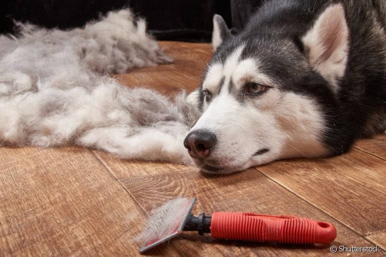 Por que cachorro solta muito pelo? Veja as raças mais propensas a isso