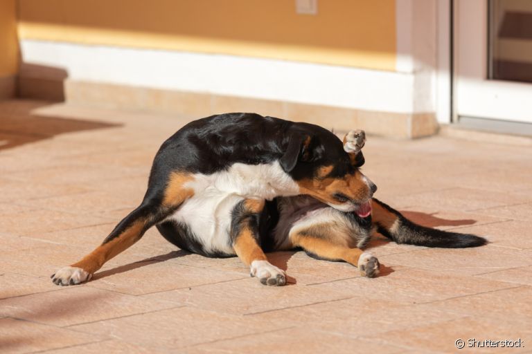 O motivo por que o cachorro lambe as partes íntimas é limpeza da região ou mero hábito