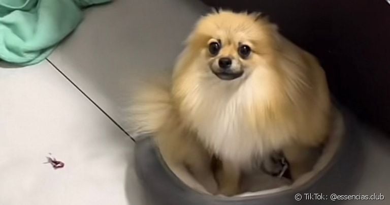 Ted, um Spitz Alemão, rasgou várias figurinhas e deu um prejuízo de R$ 875 aos donos
