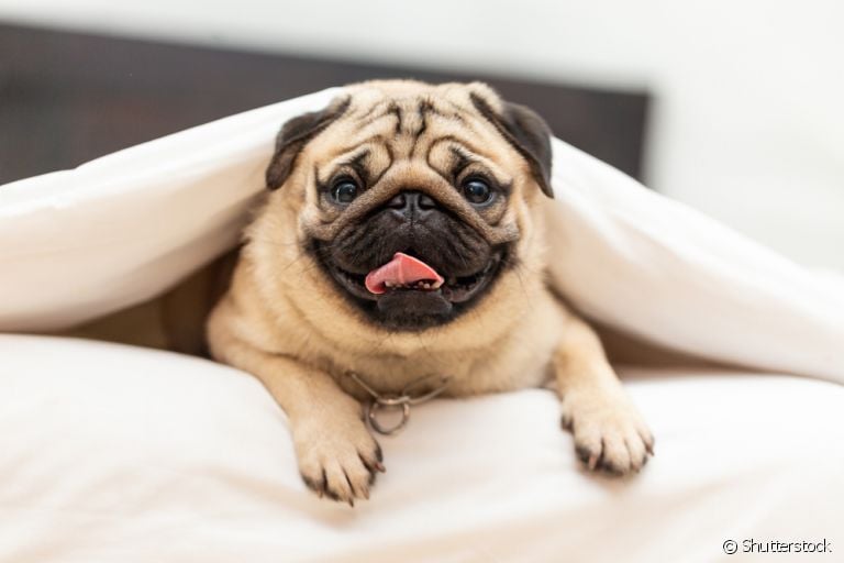 Descubra o que pode causar alergia no seu cachorro Pug e como cuidar para que isso não aconteça