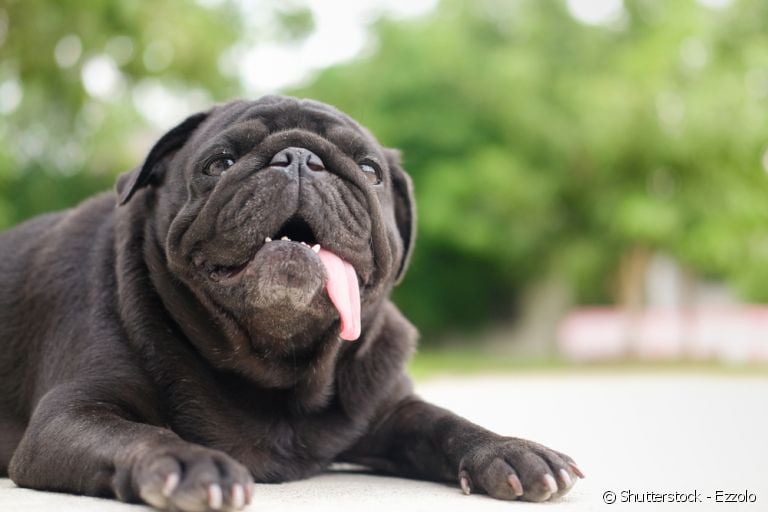A raça pug é uma das dez mais populares no Brasil.
