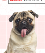 Pug: veja em infográfico as principais características da raça de cachorro