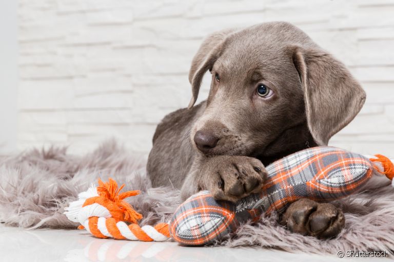 Brinquedos para cachorro filhote: pelúcia, mordedores e bolinhas são as melhores opções