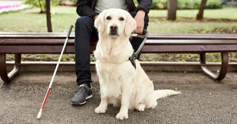  Cão guia são raças que ajudam na rotina de portadores de deficiência