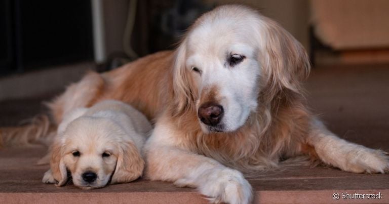 Quantos anos vive um cachorro? Raça Golden Retriever vive um pouco mais de uma década
