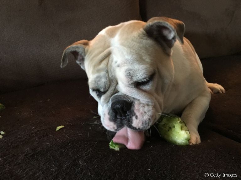  Quiabo para cachorro é permitido ou faz mal?