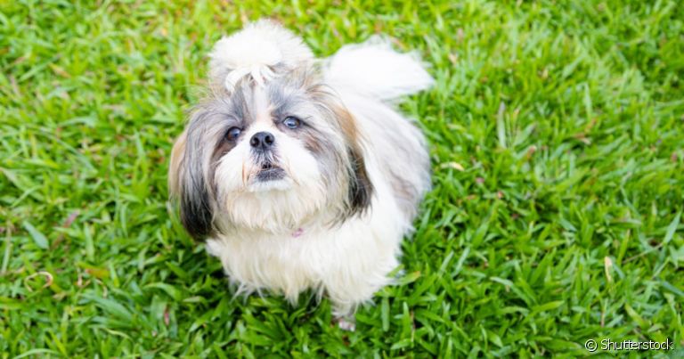 A coprofagia canina é o hábito do cachorro comer fezes