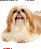 Shih Tzu: infográfico mostra tudo sobre a raça de cachorro pequeno queridinha dos brasileiros