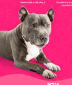 Staffordshire Bull Terrier: confira um infográfico para conhecer mais sobre esse tipo de Pitbull