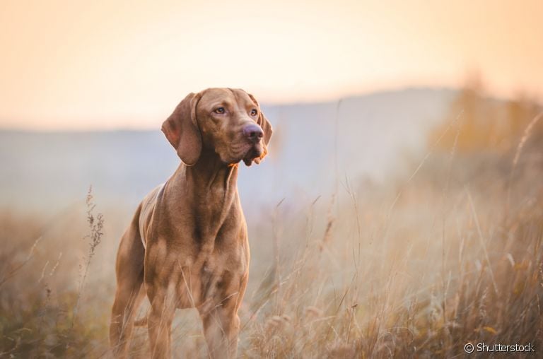 Nomes para cachorro com referências geeks são uma ótima ideia